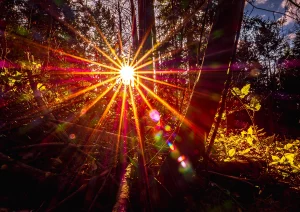 Sonnenuntergang im Wald bei der Fuchslochhütte bei Nesselried