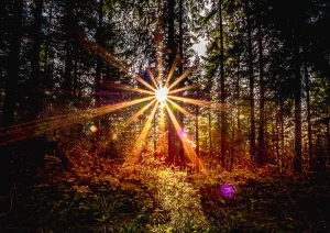 Sonnenuntergang im Wald bei der Fuchslochhütte bei Nesselried