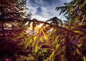 Sonnenuntergang auf dem Vogesenblick bei Oberharmersbach