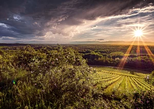 Sonnenuntergang bei Sasbach am Kaiserstuhl