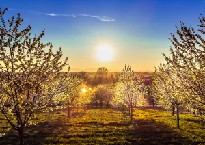 Sonnenuntergang über Kirschbaumfeld bei Appenweier