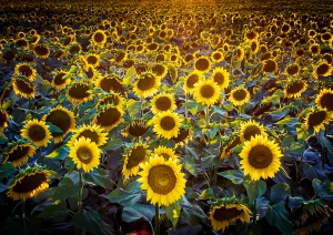 Blühende Sonnenblumen bei Altenheim