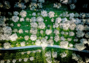 Kirschbaumacker bei Appenweier