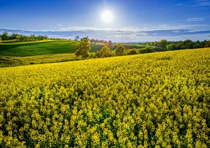 Blühendes Rapsfeld bei Nussbach