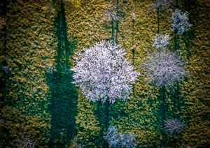 Kirschbaum von oben bei Bottenau