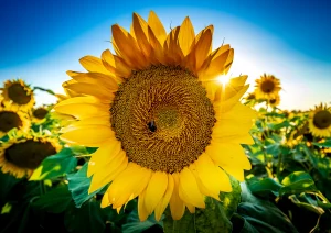 Sonnenblume groß bei Altenheim