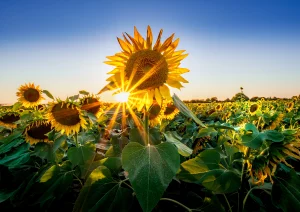 Sonnenblume bei Altenheim