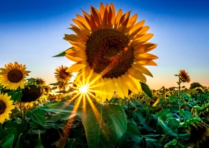 Sonnenblume groß bei Altenheim
