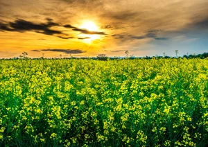 Rapsfeld bei Altenheim