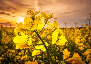 Rapsblüte bei Altenheim