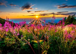 Blühender Waldengelwurz auf dem Kandel bei Waldkirch