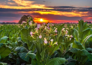 Blühendes Tabakfeld bei Neuried