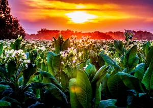 Blühendes Tabakfeld bei Neuried