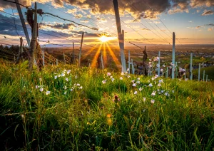 Wiesenschaumkraut im Weinberg bei Bottenau