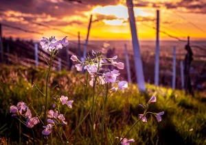 Wiesenschaumkraut im Weinberg bei Bottenau