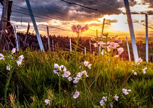 Wiesenschaumkraut im Weinberg bei Bottenau