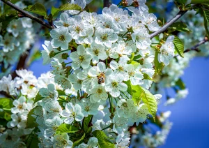 Kirschblüten bei Achern-Mösbach