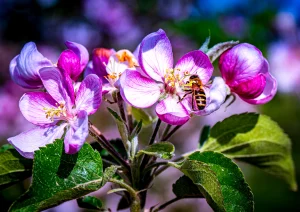 Apfelblüte bei Achern-Mösbach