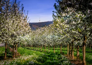 Kirschblüten bei Achern-Mösbach mit Hornisgrinde im Hintergrund