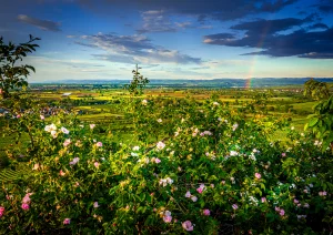 Blühende Hundsrose bei Sasbach am Kaiserstuhl