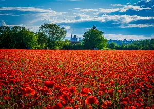 Mohnfeld zwischen Breisach und Ihringen am Kaiserstuhl