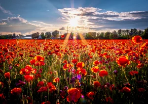 Mohnfeld zwischen Breisach und Ihringen am Kaiserstuhl