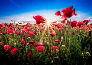 Mohnfeld zwischen Breisach und Ihringen am Kaiserstuhl