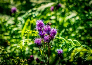 Blühende Acker-Kratzdistel auf dem Weg zum Hohfelsen Bühlertal