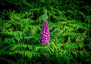 Roter Fingerhut Auf dem Weg zum Hohfelsen Bühlertal