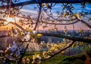 Kirschblüte bei Appenweier