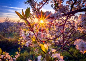 Kirschblüte bei Appenweier
