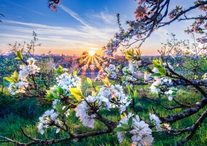 Kirschblüte bei Appenweier