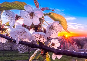 Kirschblüte bei Appenweier