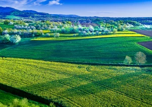 Blühendes Rapsfeld bei Nussbach