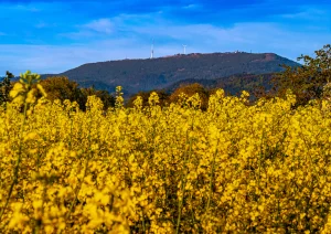 Blühendes Rapsfeld bei Nussbach mit Hornisgrinde im Hintergrund