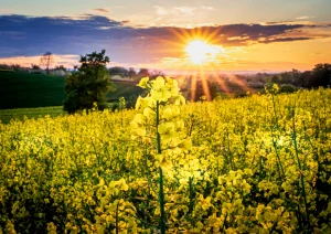 Blühendes Rapsfeld bei Nussbach