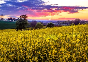Blühendes Rapsfeld bei Nussbach