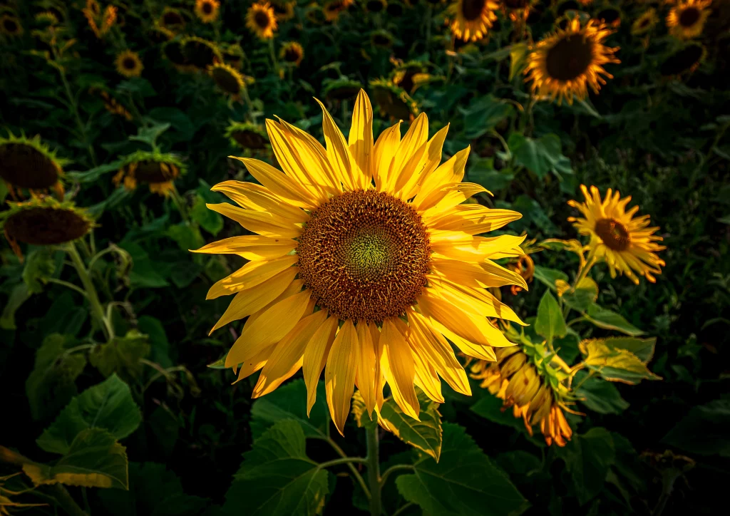 Sonnenblume bei Rheinau