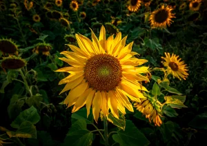 Sonnenblume bei Rheinau