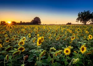 Sonnenblumenfeld bei Rheinau