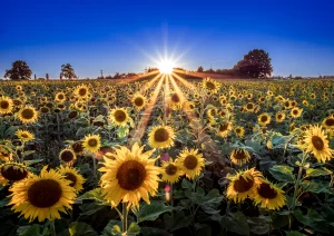 Sonnenblumenfeld bei Rheinau