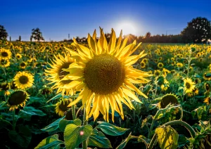 Sonnenblumenfeld bei Rheinau