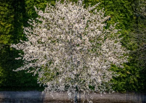 Kirschbaum Groß von oben bei Bottenau
