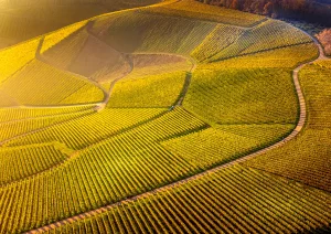 Herbstliches Rebfeld bei Schloss Staufenberg in Durbach