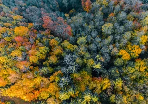 Wald von Oben im Herbstlicht bei Durbach