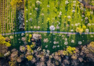 Kirschblüten von Oben bei Bottenau