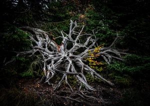 Wurzel auf dem Lotharpfad an der Schwarzwaldhochstraße