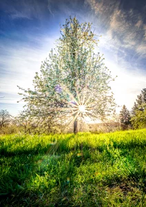 Blühender Kirschbaum bei Appenweier