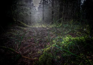Mystischer Wald auf dem Weg zum Hohlossee