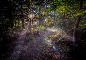 Weg zum Bürstenstein - Waldulm
